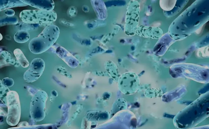 Good bacteria in human gut probiotics